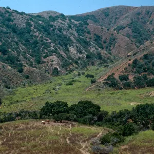 Foeniculum, east of airstrip from road to Navy Road, Santa Cruz Island