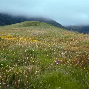 Grassland, east end of road to Fraser Point, Santa Cruz Island