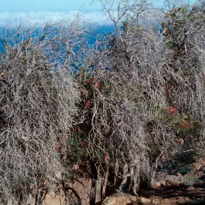 Lyonothamnus grove #163b, 1 miles east of PK 2113 on north side, Santa Cruz Island