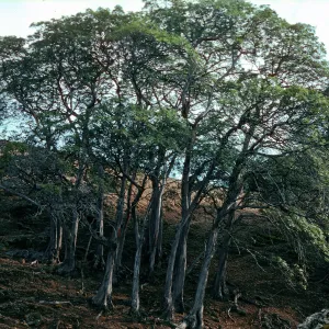 Round Lyonthamnus grove, Upper Lady's Canyon just west of Grove #102, Santa Cruz Island