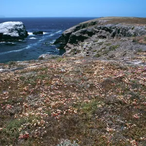 Dudleya nesiotica, Fraser Point, Santa Cruz Island