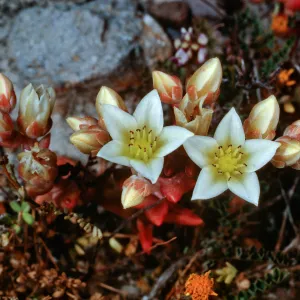 Dudleya nesiotica, Fraser Point, Santa Cruz Island
