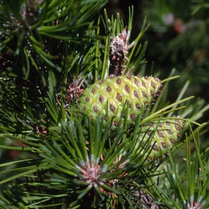 Pinus remorata, Christy Pines, Santa Cruz Island