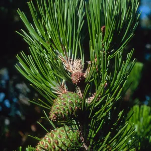 Pinus remorata, Christy Pines, Santa Cruz Island