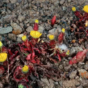 Malacothrix indecora, Black Point, Santa Cruz Island