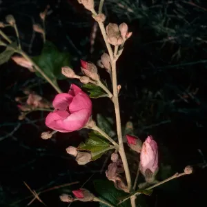 Malacothamnus, Christy Ranch, Santa Cruz Island