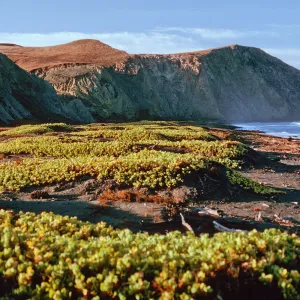Abronia maritima, early morning, Christy Beach, Santa Cruz Island