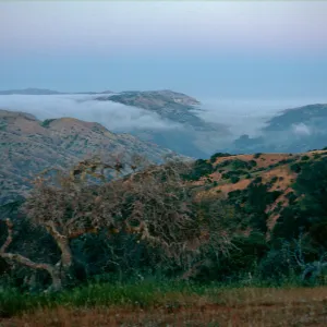 fog, East end of Central Valley, Santa Cruz Island