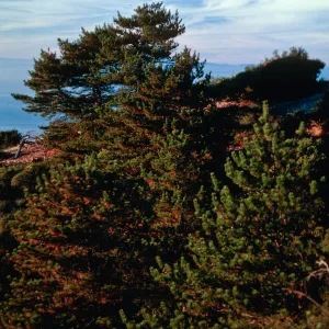 China Pines, Santa Cruz Island