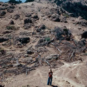 heavy sheep damage, El Tigre ridge, Santa Cruz Island