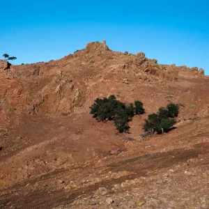 sheep damage between Picacho Diablo & Laguinitas Secas, Santa Cruz Island