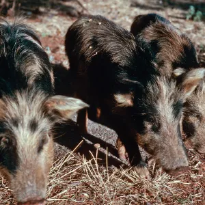 pigs, Scorpion Ranch, Santa Cruz Island