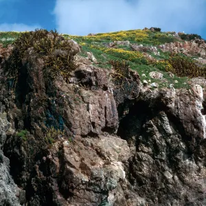 bluffs w/Bergerocactus, Northeast end, Isla Del Sur, Todos Santos Island