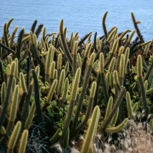 Bergerocactus, West side, South island, Todos Santos Island