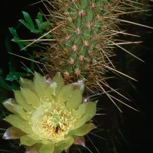 Bergerocactus, South Todos Santos Island