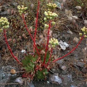 Dudleya (liveforevers), South Todos Santos Island