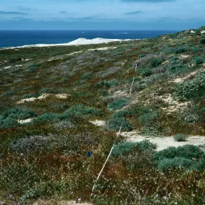 transect #6, Southwest flats, San Nicolas Island