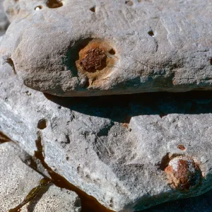 Magil stones eroding out of sandstone, Red Eye Beach, San Nicolas Island