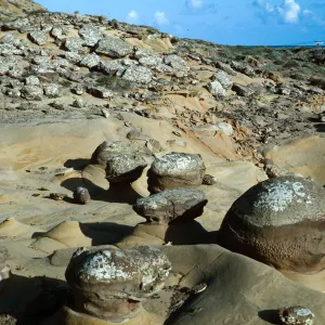 Southeast slopes, behind Daytona Beach, San Nicolas Island