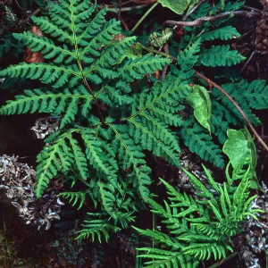 Pityrogramma, Beach Road below airfield, San Nicolas Island