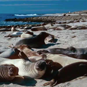 Elephant seals, west of Daytona Beach, San Nicolas Island