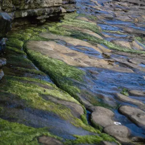 Spring, west end of Red Eye Beach, San Nicolas Island