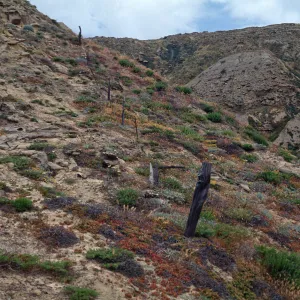 Old sheep fence, ridge between 1st & 2nd canyons west of south range, marker poles, San Nicolas Island