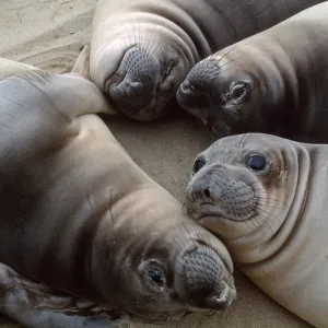 Elephant seals, Daytona Beach, San Nicolas Islant