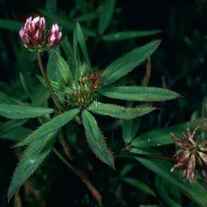 Trifolium palmeri, NE coastal flats, San Nicolas Island