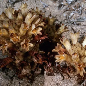Orobanche parishii brachyloba, near Cattail Canyon, San Nicolas Island