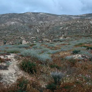 Astragalus, Abronia, etc, stabilized dunes west of Jump-off Road, SW side, San Nicolas Island