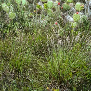 Melica, SN-792, San Nicolas Island