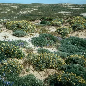Astragalus traskiae, near Red Eye Beach, San Nicolas Island
