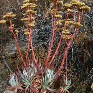 Dudleya virens, Live-forever Canyon, San Nicolas Island