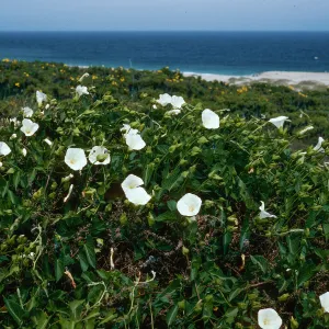 Calystegia macrostegia amplissima, NE coastal terrace, San Nicolas Island