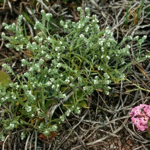 Cryptantha traskiae,Tender Beach, San Nicolas Island