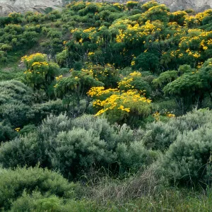 Artemisia nesiotica, Coreopsis, canyon 0.3 mile East of rock jetty, San Nicolas Island