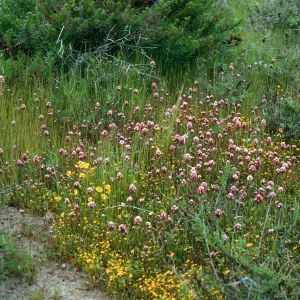 Orthocarpus, Lasthenia, Mesa, just Southwest of airfield, San Nicolas Island