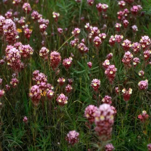 Orthocarpus, Mesa, just Southwest of airfield, San Nicolas Island