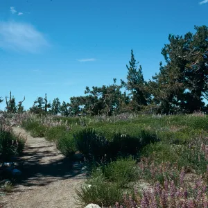 Mt. Pinos