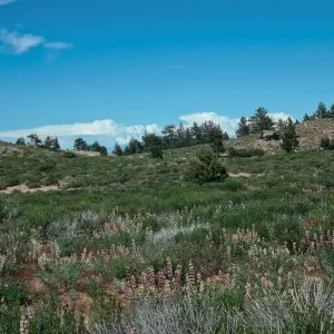 Mt. Pinos