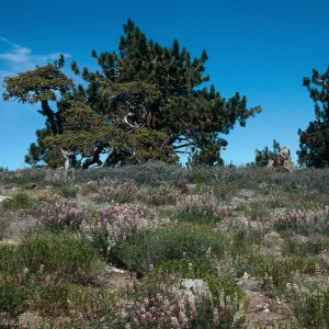 Mt. Pinos