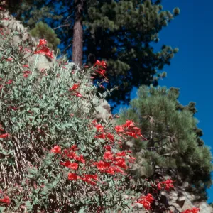 Mt. Pinos