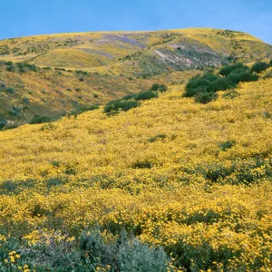 Highway 158, Temblor Range
