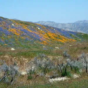 Aliso Park Road
