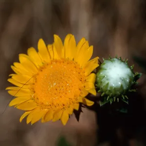 Grindelia camporum, Gum plant, Camp San Luis Obispo