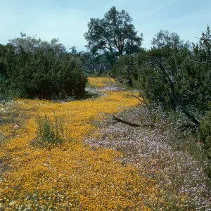 Ballinger Canyon