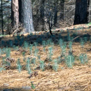 pine seedlings, Marre burn, Figueroa Mountain