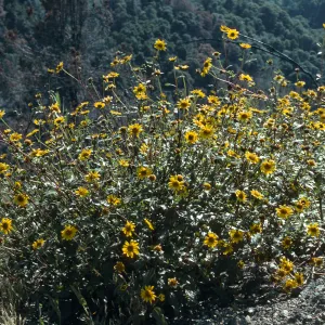 Marre burn, Cody Road, Manzana