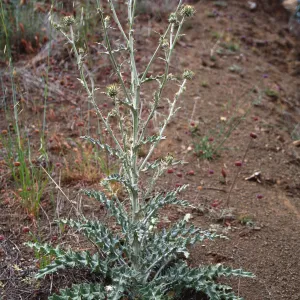 Marre burn, Sunset Valley, Manzana